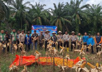 Polres Rokan Hulu Gelar Panen Raya Jagung Serentak, Perkuat Akselerasi Swasembada Pangan Nasional