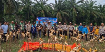 Polres Rokan Hulu Gelar Panen Raya Jagung Serentak, Perkuat Akselerasi Swasembada Pangan Nasional