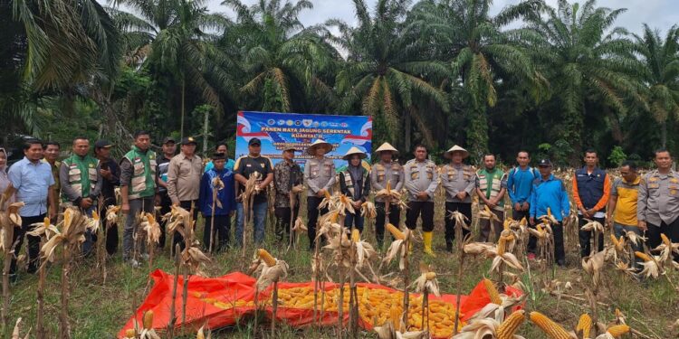 Polres Rokan Hulu Gelar Panen Raya Jagung Serentak, Perkuat Akselerasi Swasembada Pangan Nasional