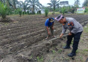 Perkuat Ketahanan Pangan, Polsek Kunto Darussalam Lakukan Pendampingan Petani di Pasir Luhur