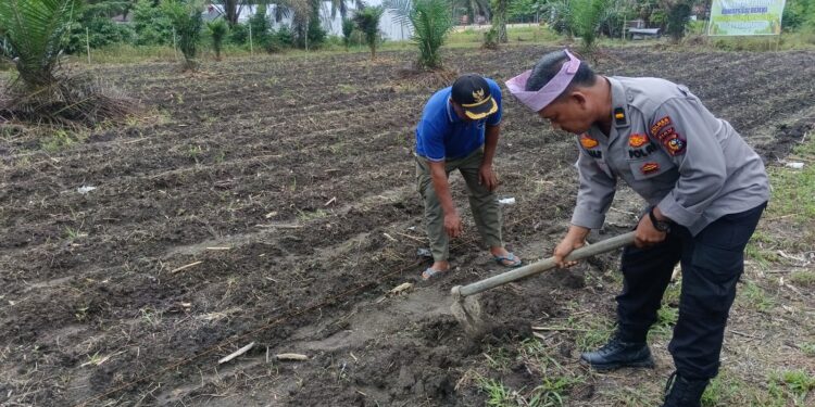 Perkuat Ketahanan Pangan, Polsek Kunto Darussalam Lakukan Pendampingan Petani di Pasir Luhur