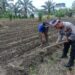 Perkuat Ketahanan Pangan, Polsek Kunto Darussalam Lakukan Pendampingan Petani di Pasir Luhur