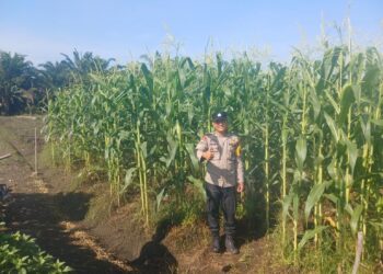Dukung Ketahanan Pangan Nasional, Polsek Kepenuhan intens pantau Pertumbuhan Jagung Pipil.