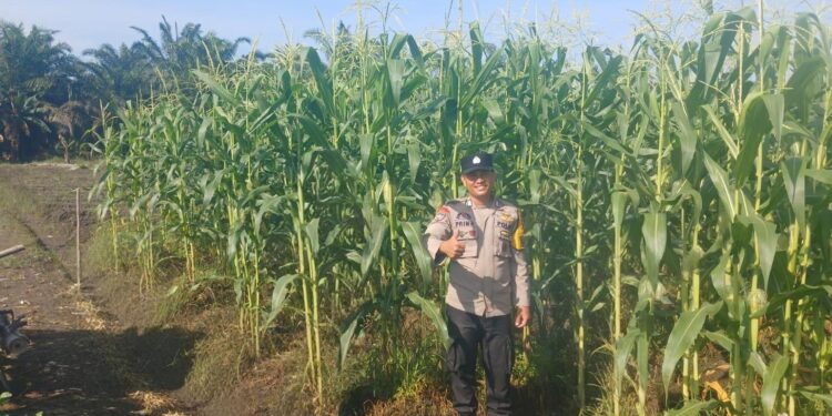 Dukung Ketahanan Pangan Nasional, Polsek Kepenuhan intens pantau Pertumbuhan Jagung Pipil.
