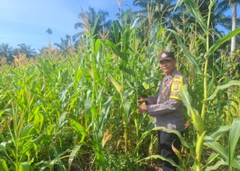 Dukung Swasembada Pangan, Polsek Rambah Hilir Pantau Perkembangan Jagung Hibrida di Pasir Jaya