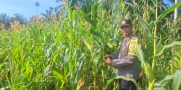 Dukung Swasembada Pangan, Polsek Rambah Hilir Pantau Perkembangan Jagung Hibrida di Pasir Jaya