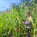 Dukung Swasembada Pangan, Polsek Rambah Hilir Pantau Perkembangan Jagung Hibrida di Pasir Jaya