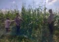 Jagung Tumpang Sari di PT Simas Aliantan Tumbuh Subur, Polsek Kabun Lakukan Peninjauan