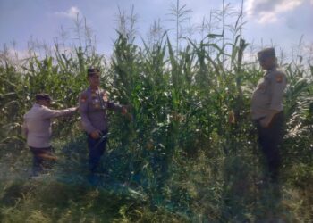 Jagung Tumpang Sari di PT Simas Aliantan Tumbuh Subur, Polsek Kabun Lakukan Peninjauan