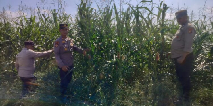 Jagung Tumpang Sari di PT Simas Aliantan Tumbuh Subur, Polsek Kabun Lakukan Peninjauan