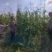 Jagung Tumpang Sari di PT Simas Aliantan Tumbuh Subur, Polsek Kabun Lakukan Peninjauan