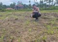 Kawal Ketahanan Pangan Nasional, Polsek Rokan IV Koto Aktif Dampingi Petani Jagung Hibrida di Koto Ruang