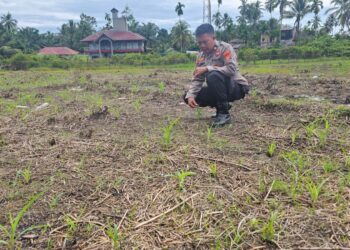 Kawal Ketahanan Pangan Nasional, Polsek Rokan IV Koto Aktif Dampingi Petani Jagung Hibrida di Koto Ruang