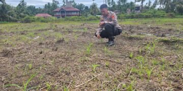 Kawal Ketahanan Pangan Nasional, Polsek Rokan IV Koto Aktif Dampingi Petani Jagung Hibrida di Koto Ruang