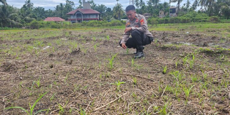 Kawal Ketahanan Pangan Nasional, Polsek Rokan IV Koto Aktif Dampingi Petani Jagung Hibrida di Koto Ruang