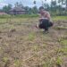 Kawal Ketahanan Pangan Nasional, Polsek Rokan IV Koto Aktif Dampingi Petani Jagung Hibrida di Koto Ruang