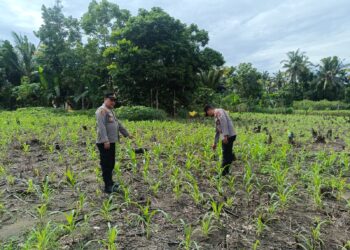 Polsek Rambah Hilir Hadir Mengawal Harapan Petani 