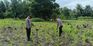 Polsek Rambah Hilir Hadir Mengawal Harapan Petani 