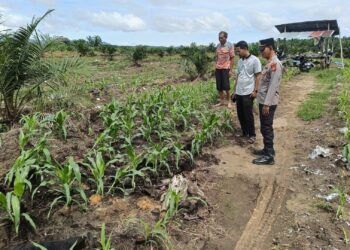 Polsek Kabun Tetap Optimistis Wujudkan Lahan Jagung Produktif
