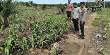 Polsek Kabun Tetap Optimistis Wujudkan Lahan Jagung Produktif