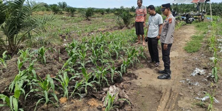 Polsek Kabun Tetap Optimistis Wujudkan Lahan Jagung Produktif