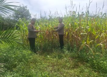 Polsek Rambah Hilir Kawal Ketahanan Pangan, Jagung Pasir Jaya Siap Panen