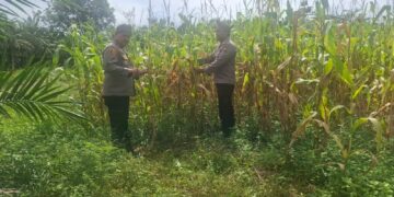 Polsek Rambah Hilir Kawal Ketahanan Pangan, Jagung Pasir Jaya Siap Panen