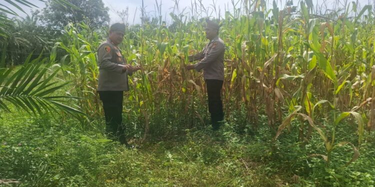 Polsek Rambah Hilir Kawal Ketahanan Pangan, Jagung Pasir Jaya Siap Panen
