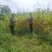 Polsek Rambah Hilir Kawal Ketahanan Pangan, Jagung Pasir Jaya Siap Panen