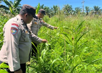 Polsek Kabun Optimalkan Polisi Cinta Petani dalam Mendukung Produksi Pangan
