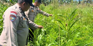 Polsek Kabun Optimalkan Polisi Cinta Petani dalam Mendukung Produksi Pangan
