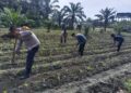 Bukan Sekadar Program, Tapi Gerakan Nyata: Polisi Cinta Petani Polsek Kunto Darussalam Rawat Jagung di Pasir Luhur