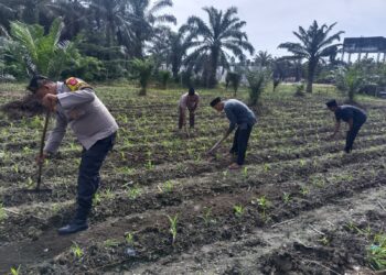 Bukan Sekadar Program, Tapi Gerakan Nyata: Polisi Cinta Petani Polsek Kunto Darussalam Rawat Jagung di Pasir Luhur