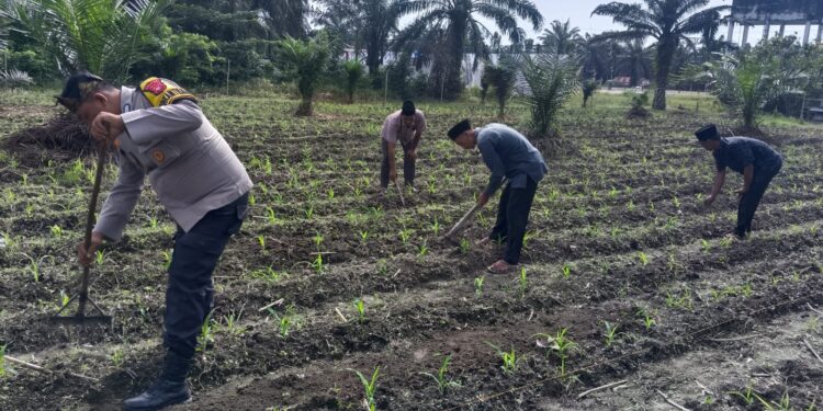 Bukan Sekadar Program, Tapi Gerakan Nyata: Polisi Cinta Petani Polsek Kunto Darussalam Rawat Jagung di Pasir Luhur