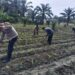 Bukan Sekadar Program, Tapi Gerakan Nyata: Polisi Cinta Petani Polsek Kunto Darussalam Rawat Jagung di Pasir Luhur