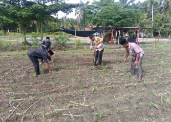 Polsek Kunto Darussalam Dukung Ketahanan Pangan Nasional, Lakukan Pengecekan Lahan Jagung di Desa Pasir Luhur
