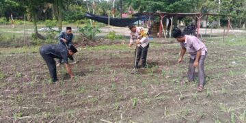 Polsek Kunto Darussalam Dukung Ketahanan Pangan Nasional, Lakukan Pengecekan Lahan Jagung di Desa Pasir Luhur