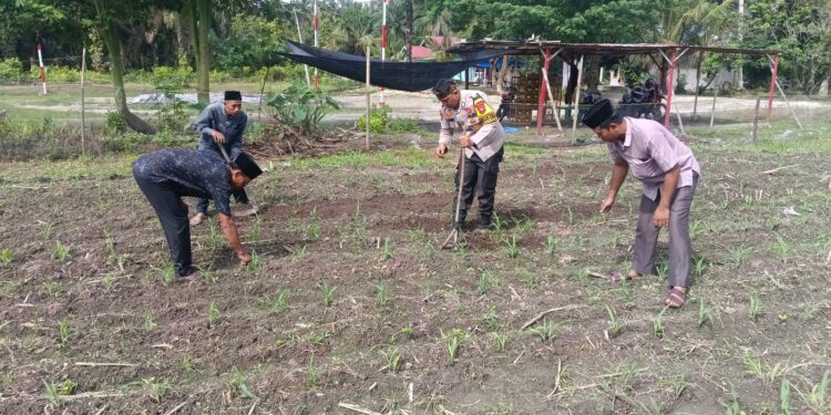 Polsek Kunto Darussalam Dukung Ketahanan Pangan Nasional, Lakukan Pengecekan Lahan Jagung di Desa Pasir Luhur