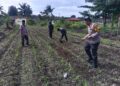 Polsek Kunto Darussalam Kawal Swasembada Pangan, Cek Pertumbuhan Jagung Hibrida 