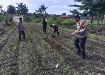 Polsek Kunto Darussalam Kawal Swasembada Pangan, Cek Pertumbuhan Jagung Hibrida 