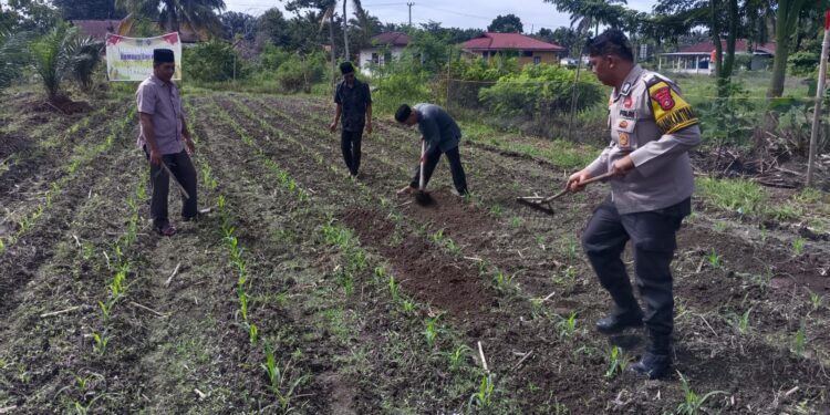 Polsek Kunto Darussalam Kawal Swasembada Pangan, Cek Pertumbuhan Jagung Hibrida 