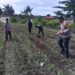 Polsek Kunto Darussalam Kawal Swasembada Pangan, Cek Pertumbuhan Jagung Hibrida