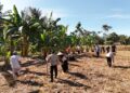 Polsek Rokan IV Koto Turun Langsung Tanam Jagung Bersama Warga di Lubuk Bendahara Timur, Wujud Polisi Cinta Petani