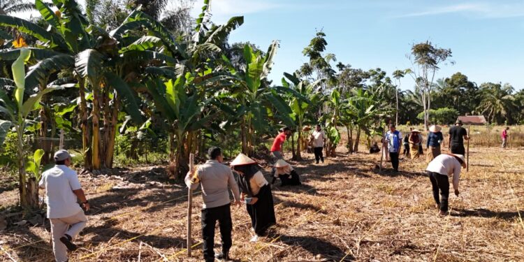 Polsek Rokan IV Koto Turun Langsung Tanam Jagung Bersama Warga di Lubuk Bendahara Timur, Wujud Polisi Cinta Petani