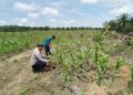Polsek Kabun Wujudkan Dukungan Ketahanan Pangan Nasional di Lahan Jagung Desa Kabun