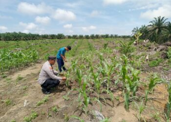 Polsek Kabun Wujudkan Dukungan Ketahanan Pangan Nasional di Lahan Jagung Desa Kabun
