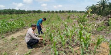 Polsek Kabun Wujudkan Dukungan Ketahanan Pangan Nasional di Lahan Jagung Desa Kabun