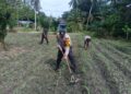 Komitmen Nyata Polsek Kunto Darussalam: Mengawal Ketahanan Pangan Nasional dari Lahan Jagung Pasir Luhur