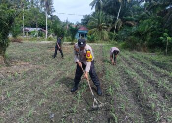 Komitmen Nyata Polsek Kunto Darussalam: Mengawal Ketahanan Pangan Nasional dari Lahan Jagung Pasir Luhur