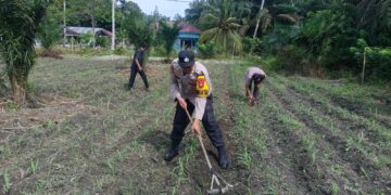 Komitmen Nyata Polsek Kunto Darussalam: Mengawal Ketahanan Pangan Nasional dari Lahan Jagung Pasir Luhur